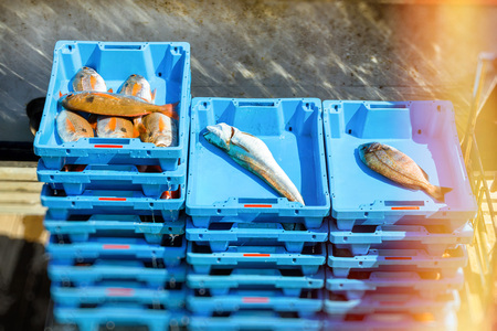 Blue plastic containers with catch of sea fish, oysters, squid, shrimps, sea delicacies. Fish auction for wholesalers and restaurants. Blanes, Spain, Costa Brava. Fishing at pier in port Blanesの写真素材
