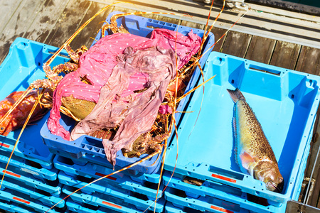 Blue plastic containers with catch of sea fish, omar, lobster, sea delicacies. Fish auction for...