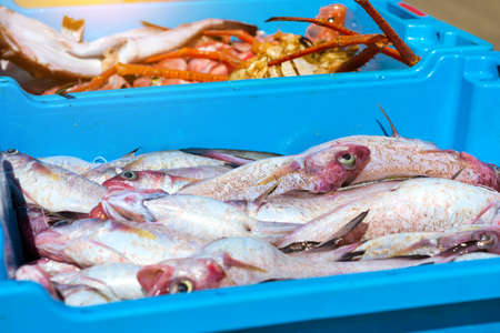Blue plastic containers with catch of sea fish, ocean delicacies. Industrial catch of fresh fish....