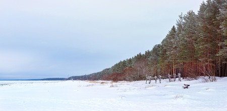 Winter day on snowy shore of Narva Bay. Snow on ice of frozen Finnish gulf. Narva-Joesuu resort town in Estonia in Ida-Virumaa. Severe Northern winter and snowy weather. Pine forest, pinewoodの写真素材