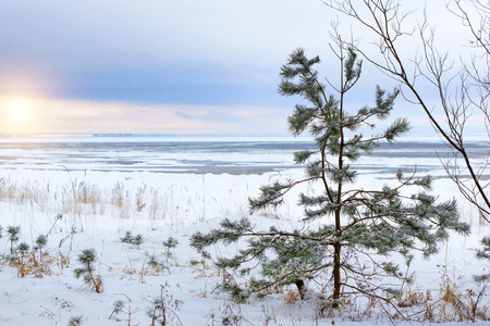 Winter day on snowy shore of Narva Bay. Snow on ice of frozen Finnish gulf. Narva-Joesuu resort town in Estonia in Ida-Virumaa. Severe Northern winter and snowy weather. Pine forest, pinewoodの写真素材