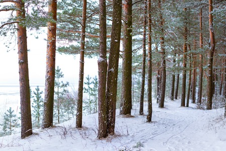 Severe Northern winter and snowy weather. Pine forest, pinewood. Narva-Joesuu resort town in Estonia in Ida-Virumaa. Winter day on snowy shore of Narva Bay. Snow on the groundの写真素材