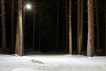 Night severe Northern winter and snowy weather. Evening pine forest, pinewood. Narva-Joesuu resort town in Estonia in Ida-Virumaa. Winter night on snowy shore of Narva Bay. Snow on the groundの写真素材