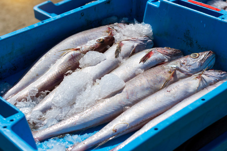 Blue plastic containers with catch of sea fish, ocean delicacies. Industrial catch of fresh fish. Fish auction for wholesalers and restaurants. Blanes Spain, Costa Brava. Summer fishing in port Blanesの写真素材