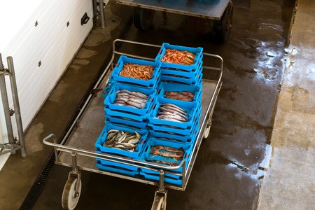 Blue plastic containers with catch of sea fish, shrimp, octopus, squid, sea delicacies. Fish auction...