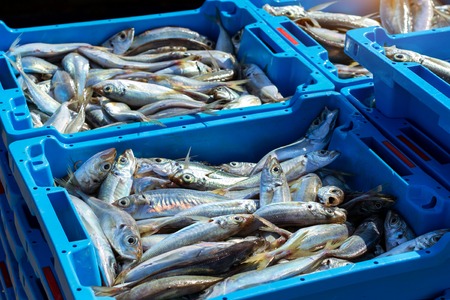 Blue plastic containers with catch of sea fish, ocean delicacies. Industrial catch of fresh fish....