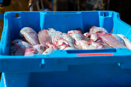 Blue plastic containers with catch of sea fish, ocean delicacies. Industrial catch of fresh fish....