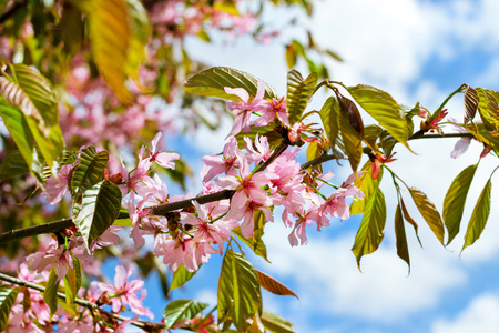 Sakura blossom in spring Park. Cherry blossom tree in late spring. Flora historically formed set of plant species of North-West of Russia, Saint-Petersburgの写真素材