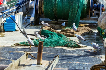 Seagulls eat fish on Board of the fishing vessel. Fishing boats and yachts moored at pier in port Blanes. Catch of sea fish, oysters, squid, sea delicacies. Fish auction. Blanes, Spainの写真素材