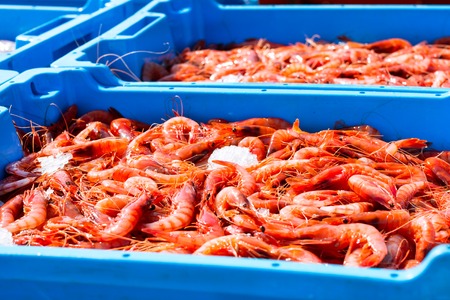 Blue plastic containers with catch of sea Royal shrimps, ocean prawns delicacies. Fish auction for wholesalers and restaurants. Blanes, Spain, Costa Brava. Industrial catch of fresh seafoodの写真素材