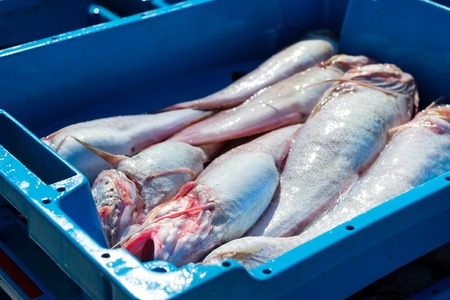 Blue plastic containers with catch of sea fish, ocean delicacies. Industrial catch of fresh fish. Fish auction for wholesalers and restaurants. Blanes Spain, Costa Brava. Summer fishing in port Blanesの写真素材