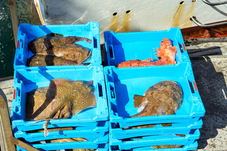 Blue plastic containers with catch of sea Electric Stingray, redfish and Monkfish, ocean delicacies. Industrial catch of fresh fish. Fish auction. Blanes, Spain, Costa Brava. Fishing in port Blanesの写真素材