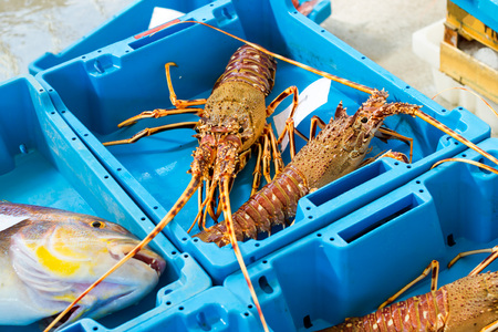 Blue plastic containers with catch of seafood, omar, lobster, crayfish, sea delicacies. Fish auction for wholesalers and restaurants. Blanes, Spain, Costa Brava. Fishing at pier in port Blanesの写真素材