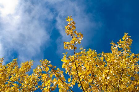 Yellow Leafs in the Blue Sky