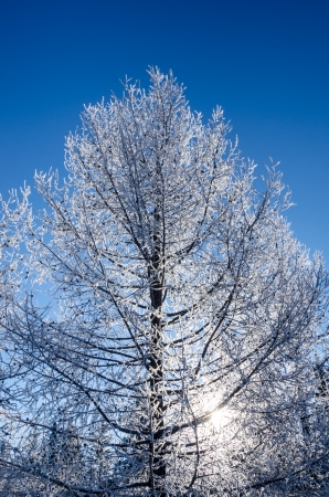 Backlit frost covered treeの写真素材