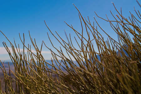 Green Plant With Blue Sky Behind