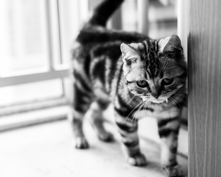 American Shorthair black and whiteの写真素材