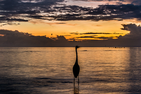 Birds under sunsetの写真素材