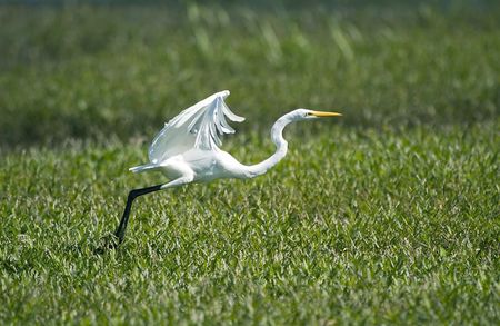 Great Egret takes flight at Muscatatuck NWR in southern Indianaの写真素材