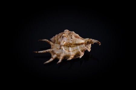 Shell isolated on black background.