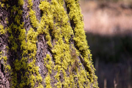 Moss growing on the side of a tree. Photo taken in the  National Parkの写真素材