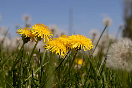 Inflorescence of the Common Dandelion (Taraxacum officinale). Photo Taken on the Eastside of Washington Stateの写真素材