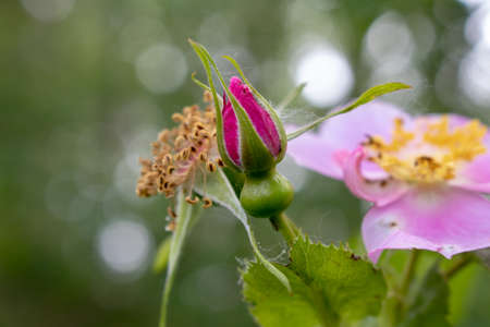 Bud inflorescence of the Prickly Rose (Rosa acicularis). Photo taken on the Eastside of Washington State.の写真素材