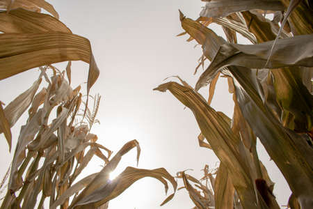 Leaves of Maize (Zea mays) Photo taken on a farm in Eastern Washington