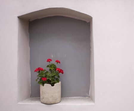 flower-pot with geranium on light pink wallの写真素材