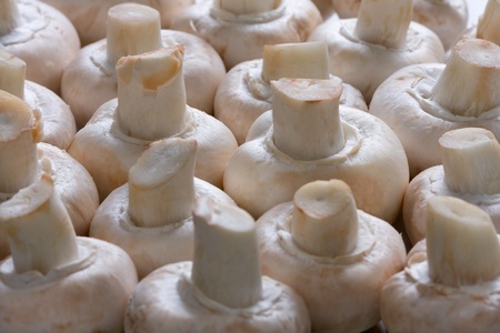 Mashrooms with low depth of fieldの写真素材