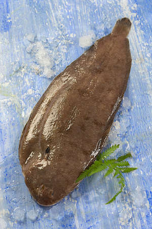  single fresh sole fish on blue background