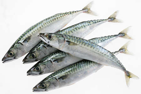mackrerel fresh from the market の写真素材
