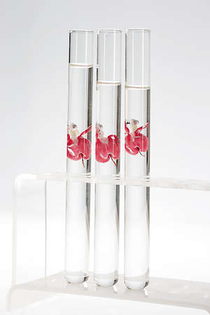 identical  flowers in test tubes  Dicentra spectabilis - symbol of cloning 