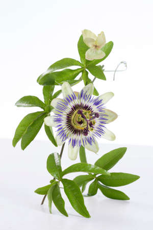 Passion Fruit Flower and Leaves Isolated on white with clipping pathの写真素材