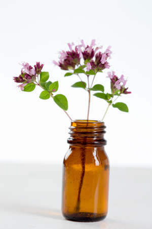 Flowers of oreganoの写真素材