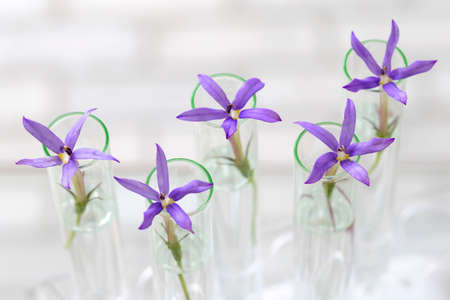Scientific Experiment - Flowers in test tubesの写真素材