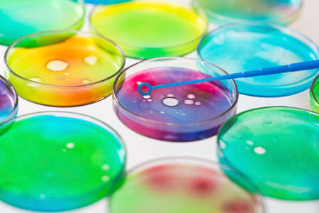 Petri dishes with a colored liquids