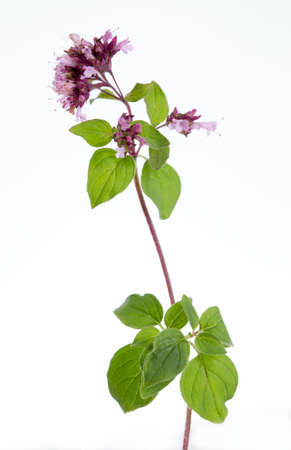 oregano, wild marjoramの写真素材