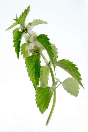 white dead-nettle in natureの写真素材