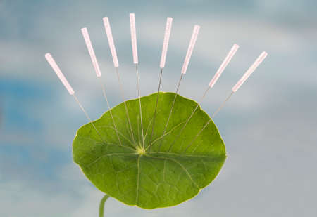 cupuncture needles in Nasturnim leaf. The veins in the leaf That Represent the energy lines acupuncturists use to cure various dockage.の写真素材