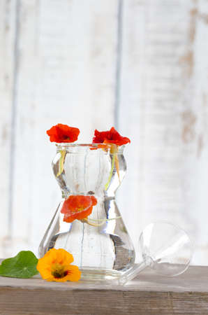 plant samples for analysis in scientific or cosmetic laboratory - essential oil extractionの写真素材