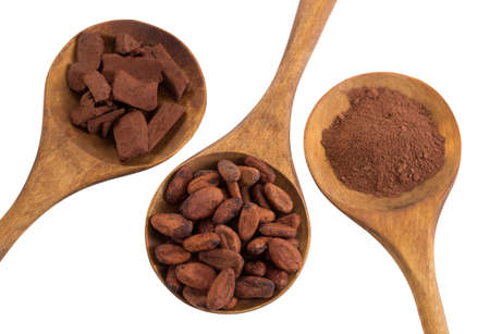cacao bean and cacao powder in wooden spoonの写真素材