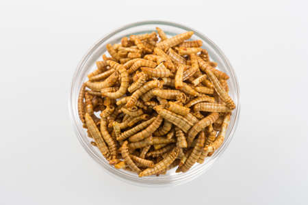 Asian fried  worms as new appetizerの写真素材