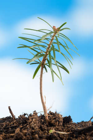 new life- tree grows on the ground