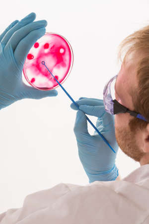 microbiologist hand cultivating a petri dish whit inoculation loops
