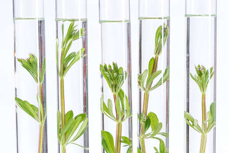 Seedling growing in laboratory undergoing experiment in glass tube