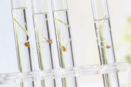 Image of biotechnology, for agricultural reaserch on how to feed the planetの写真素材