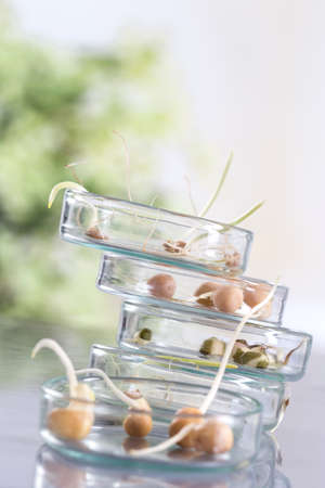 Experiment with maize in laboratory for researchの写真素材