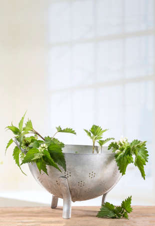 Freshly cut nettles in colander ready for cooking.の写真素材