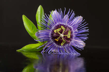 Close up of a Blossom of Passifloraの写真素材